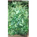 Fresh curry leaves 