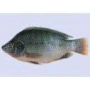 Tilapia fish 1 PACK 3 pieces