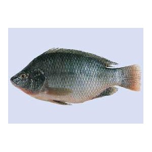 Tilapia fish 1 PACK 3 pieces