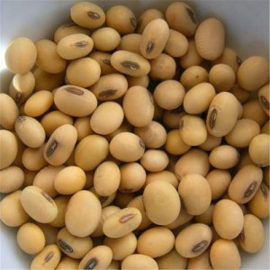 SOYA BEANS