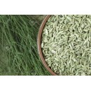 FENNEL SEEDS